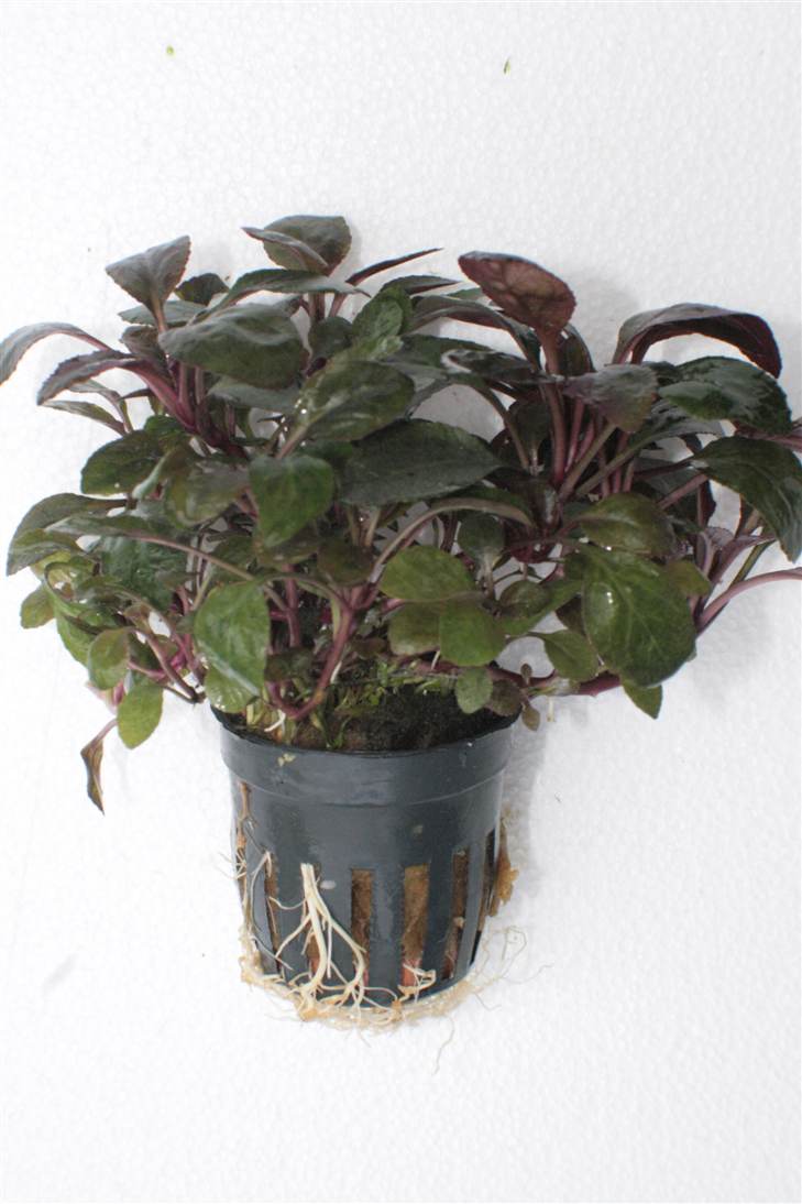 Lobelia cardinalis mini in pot